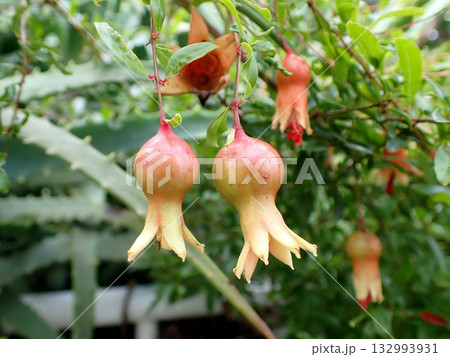 ザクロの実 ザクロの実 132993931