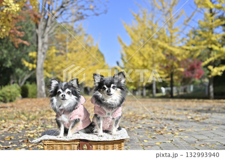 きれいなイチョウ並木　2匹の仲良しチワワ　 132993940