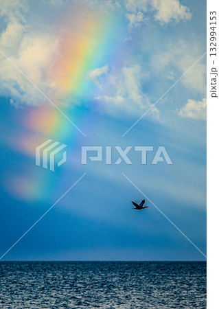 虹を背景に飛ぶ鳥のシルエット 132994153