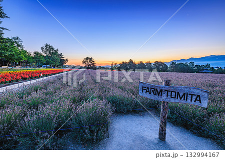 薄明のファーム富田と広がる花の絨毯 132994167