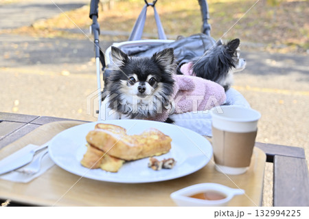 カフェのテラス席　のんびり過ごす女性とチワワ 132994225