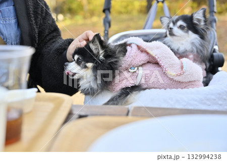 カフェのテラス席　のんびり過ごす女性とチワワ 132994238