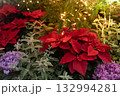クリスマスのポインセチア 132994281