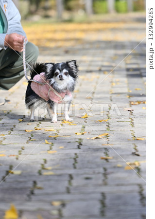 イチョウ並木を愛犬と散歩する男性 チワワ 秋素材 イチョウ並木を愛犬と散歩する男性 チワワ 秋素材 132994285
