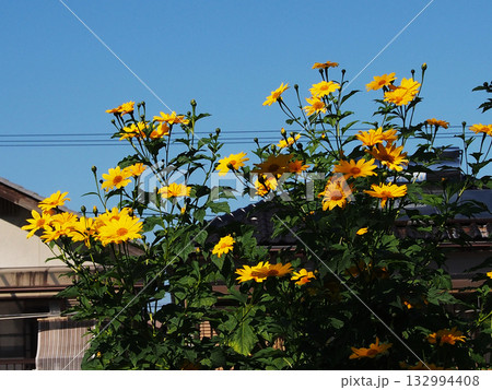 秋の日ざしを浴びた黄色いコウテイヒマワリ（青空と皇帝ひまわりの花＆つぼみ） 132994408