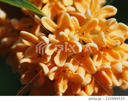 オレンジ色のキンモクセイの花のクローズアップ(日差しを浴びた満開の金木犀) オレンジ色のキンモクセイの花のクローズアップ(日差しを浴びた満開の金木犀) 132994533