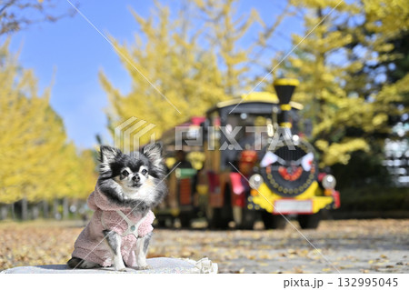 汽車とチワワ 紅葉したイチョウ並木 汽車とチワワ 紅葉したイチョウ並木 132995045