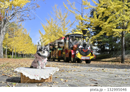 汽車とチワワ 紅葉したイチョウ並木 汽車とチワワ 紅葉したイチョウ並木 132995046