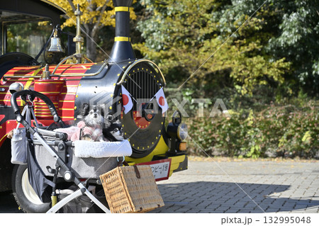 汽車とチワワ 紅葉したイチョウ並木 汽車とチワワ 紅葉したイチョウ並木 132995048