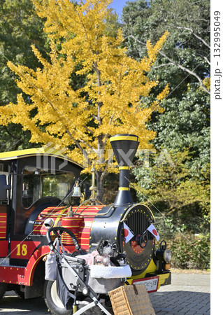 汽車とチワワ 紅葉したイチョウ並木 汽車とチワワ 紅葉したイチョウ並木 132995049