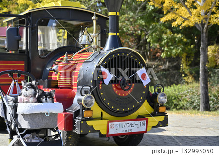 汽車とチワワ 紅葉したイチョウ並木 汽車とチワワ 紅葉したイチョウ並木 132995050