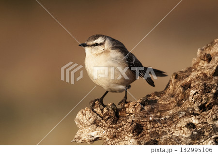 Chalk browed Mockingbird, La Pampa Province, Patagonia, Argentina Chalk browed Mockingbird, La Pampa Province, Patagonia, Argentina 132995106