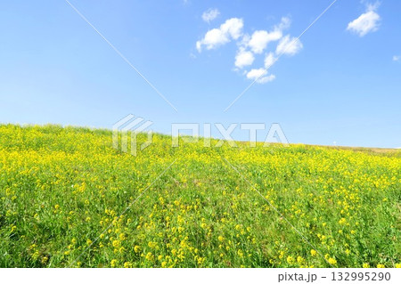 菜の花満開に咲く春の江戸川土手風景 菜の花満開に咲く春の江戸川土手風景 132995290