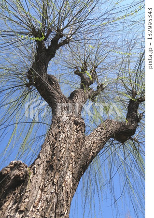 枝垂れ柳の枯れ木と春の青空 132995343
