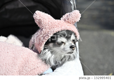 可愛い帽子を被って散歩する愛犬　チワワ 132995401