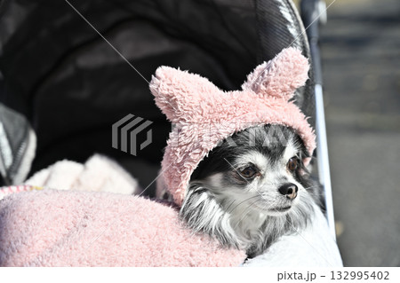 可愛い帽子を被って散歩する愛犬　チワワ 132995402