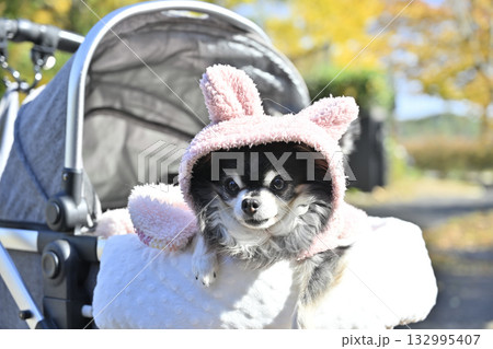 可愛い帽子を被って散歩する愛犬 チワワ 可愛い帽子を被って散歩する愛犬 チワワ 132995407