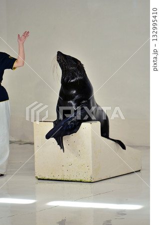 オットセイショー 132995410