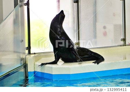 オットセイのパフォーマンス 132995411