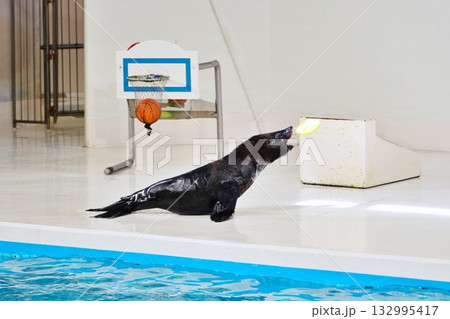 オットセイのパフォーマンス 132995417