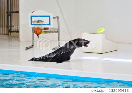 オットセイのパフォーマンス 132995418