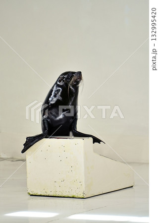 オットセイのパフォーマンス オットセイのパフォーマンス 132995420