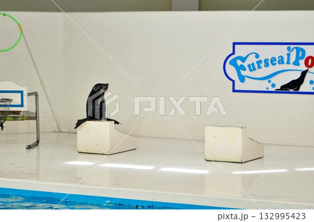 オットセイのパフォーマンス 132995423