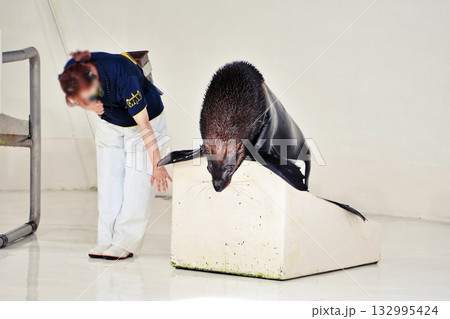 オットセイのパフォーマンス 132995424