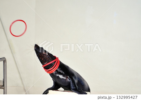 オットセイのパフォーマンス 132995427