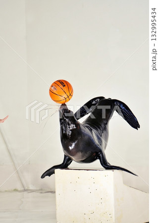 オットセイのパフォーマンス オットセイのパフォーマンス 132995434