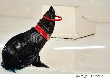 オットセイのパフォーマンス 132995435