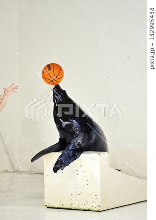 オットセイのパフォーマンス 132995438