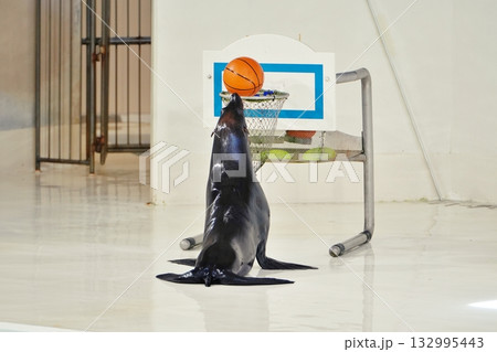 オットセイのパフォーマンス オットセイのパフォーマンス 132995443