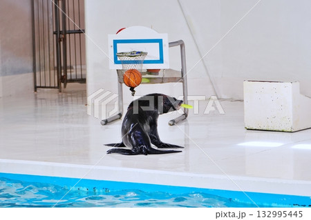 オットセイのパフォーマンス 132995445