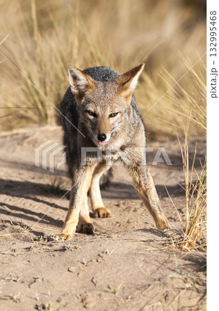 Pampas Grey fox in Pampas grass environment, La Pampa province, Patagonia, Argentina. 132995468