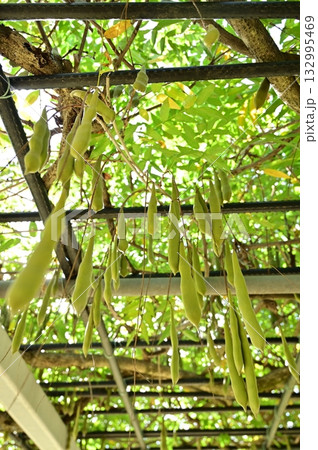 フジ（マメ科フジ属）さや状の実 132995469