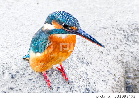 餌を狙うカワセミ雌 餌を狙うカワセミ雌 132995473