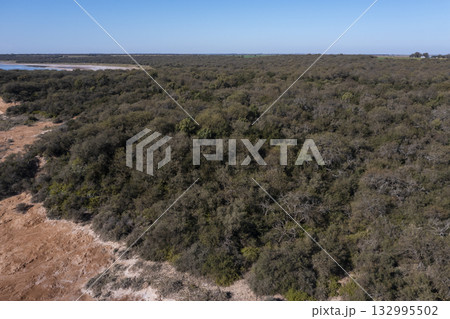 Pampas forest, Calden tree, Prosopis Caldenia, endemic species in La Pampa, Patagonia, Argentina Pampas forest, Calden tree, Prosopis Caldenia, endemic species in La Pampa, Patagonia, Argentina 132995502