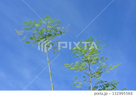 ワサビノキ(ワサビノキ科)落葉性高木 ワサビノキ(ワサビノキ科)落葉性高木 132995568