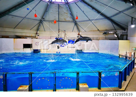 イルカショーの風景 132995639