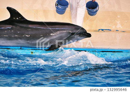 イルカショーの風景 132995646