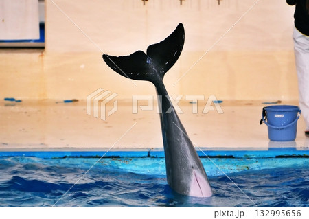 イルカショーの風景 132995656