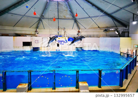 イルカショーの風景 132995657
