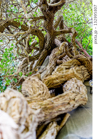 絡み合う木を見上げる 132995807