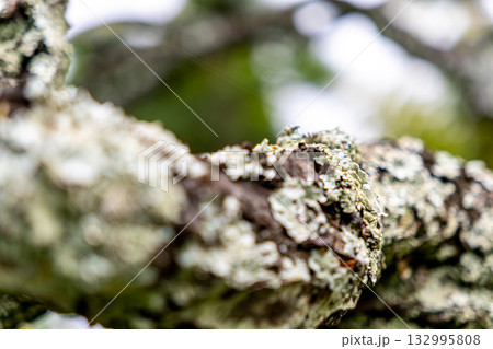 梅の木に生える苔 132995808