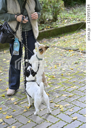 愛犬とお散歩する女性 2匹のジャックラッセルテリア 愛犬とお散歩する女性 2匹のジャックラッセルテリア 132995834