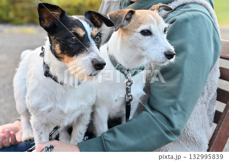 愛犬とお散歩する女性　2匹のジャックラッセルテリア 132995839
