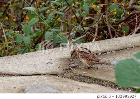 舌を使って捕食するアリスイ 132995927