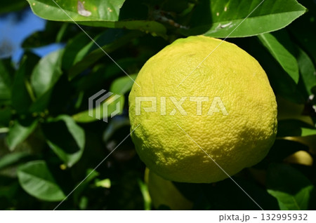 ザボン(ミカン科)常緑高木 ザボン(ミカン科)常緑高木 132995932