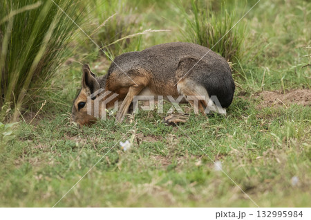 Patagonian Cavi.Peninsula de Valdes 132995984